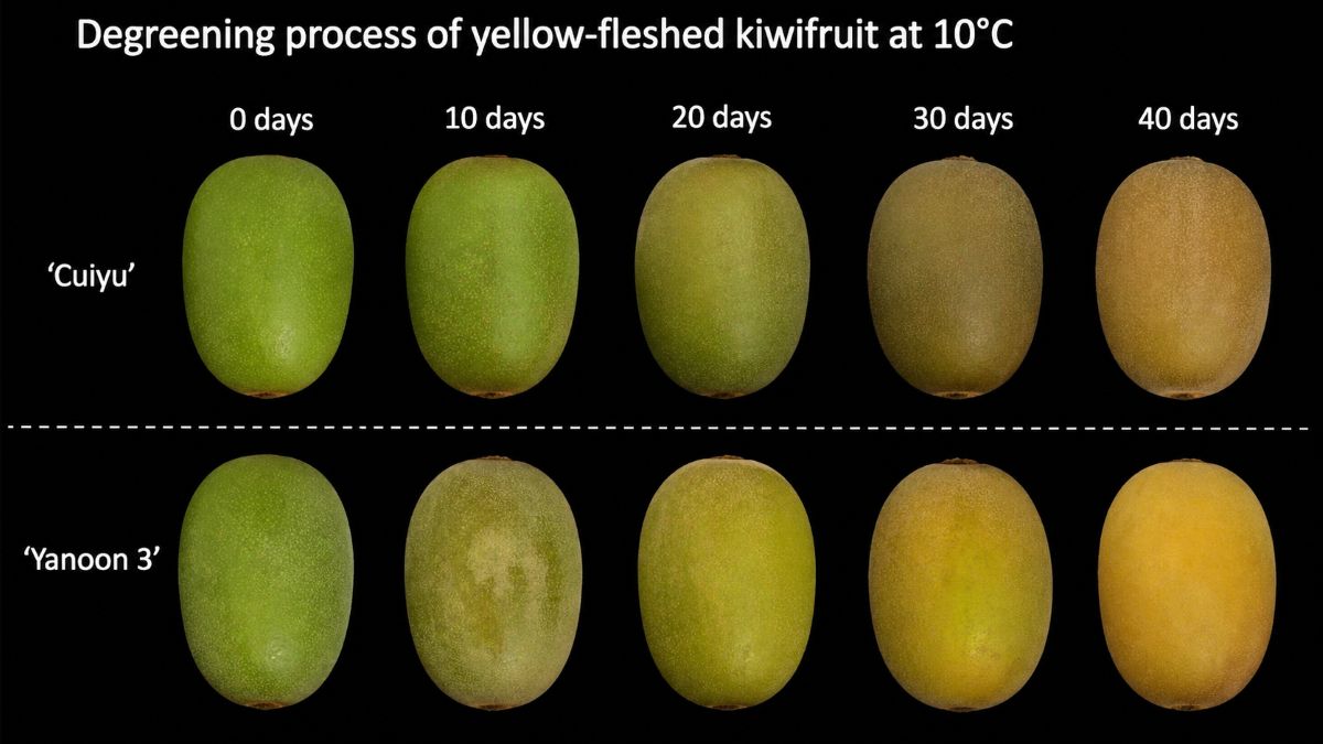Degradación de clorofila y temperatura como claves poscosecha para el color del kiwi.jpg